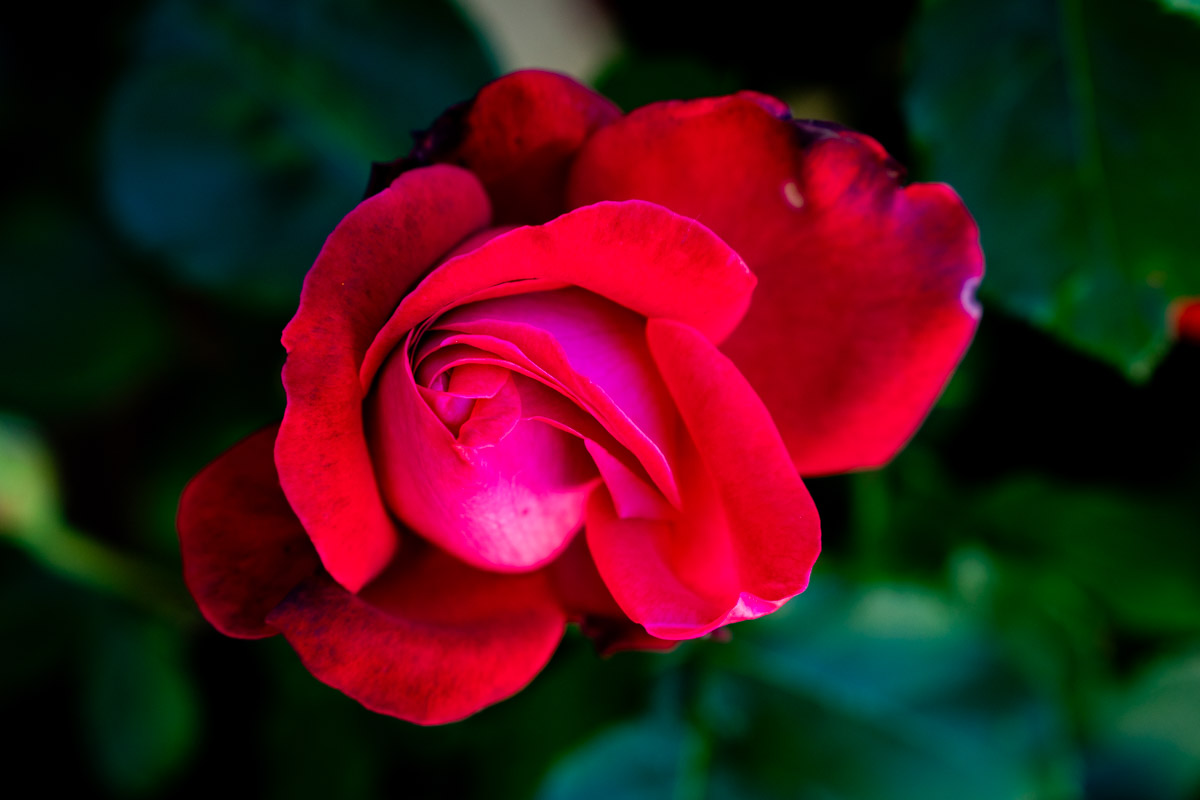 Flores